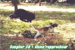 Sanglier et chien 3D